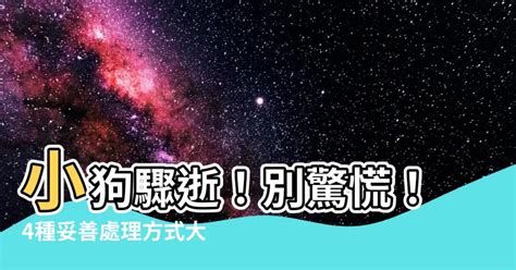 小狗死掉怎麼處理